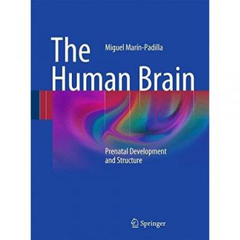 Prenatal Human Brain Development and Structure Guide