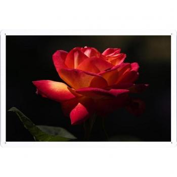 Metal cartel Cartel de chapa Hojalata sesión Flower Tin Sign Rose Flower Petals Bud Background 22701 Retro Vintage Pared Decoración by hamgaacaan