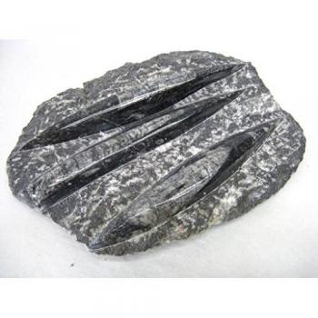natural mente - Fossil ien placa, aprox. 18 x 13 cm, aprox. 1,1kg, Orthoceras, cristal, mineral, cretáceo, nº 1573