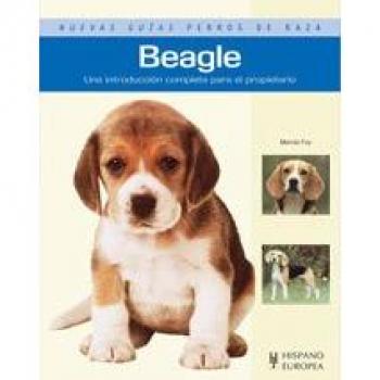 Beagle