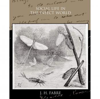 Vida Social en el Mundo de los Insectos - Edición en Rústica