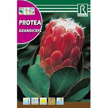 Semillas de Protea Grandiceps