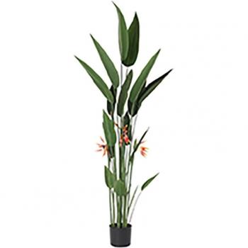 Planta poliéster pp 75x75x180 ave del paraiso verde