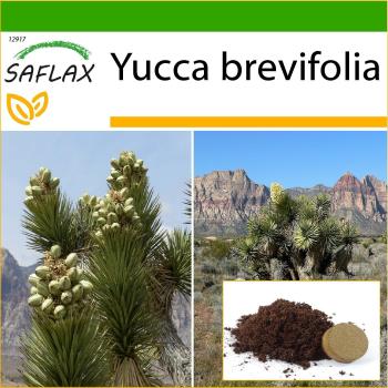 Saflax - Joshua Tree - 10 semillas con sustrato