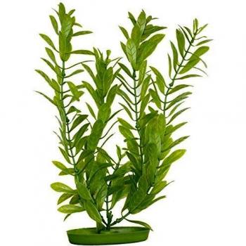 Aquascaper Hygrophilia, 20.32 cm