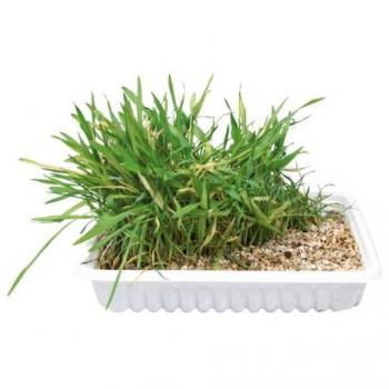 Trixie Cat Grass Seeds - 100g