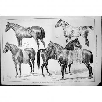 Censo Zoolite 1876 de Príncipe Waless Stud Marlborough House de la Flor [Cocina y Hogar]