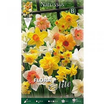 Narciso Trompeta Mezcla Bulbos