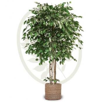 Ficus Artificial Grande MAIA SHOP - Planta Decorativa Realista para Hogar y Oficina - Altura 190 cm con Maceta de 17,5 cm