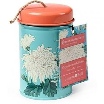 Nueva Chrysanthemum cordel en una lata