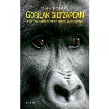 Gorilak giltzapean: Edo hiru gorila txikiren historio jakingarriak: 24