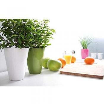 Vam Maceta para orquídea Begonya