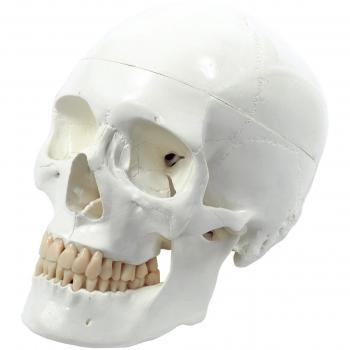 Cranstein A-240 - Juego de cráneo para profesión de anatomía