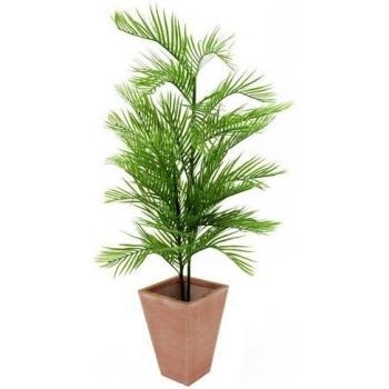 Europalms 150 cm 1 Pieza Kentia lúcido, Verde