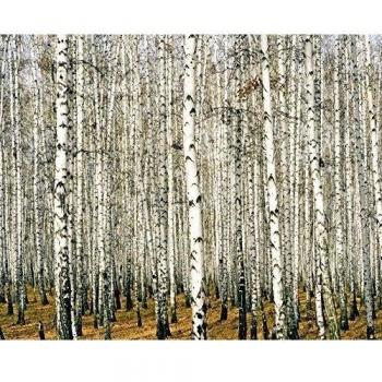 Legendarte - Cuadro Lienzo, Impresión Digital - Denso Bosque De Abedules - Decoración Paredcm. 80x100