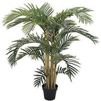 EUROPALMS Palmera Kentia, 140cm