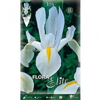 BULBI AUTUNNALI IRIS HOLLANDICA BLANCO EXCELSIOR Paquete de 10 bulbos a granel