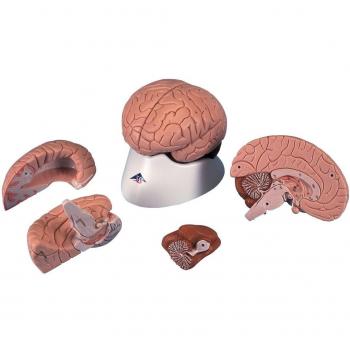 3B Scientific C16 Encéfalo Clásico, desmontable En 4 Piezas - 3B Smart Anatomy