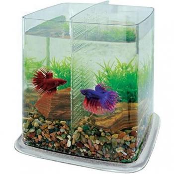 ICA PT073A Bettera Betta Battle Paradise, Incoloro