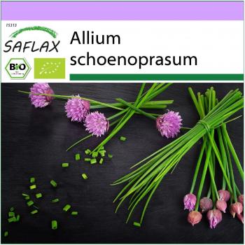 SAFLAX - Cebollino Orgánico - 250 semillas - Allium schoenoprasum - BIO - Ecológico