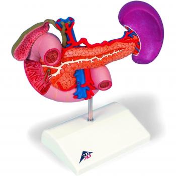 3B Scientific K22/2 Modelo de anatomía humana Órganos Posteriores del Abdomen Superior + software de anatomía gratuito - 3B Smart Anatomy