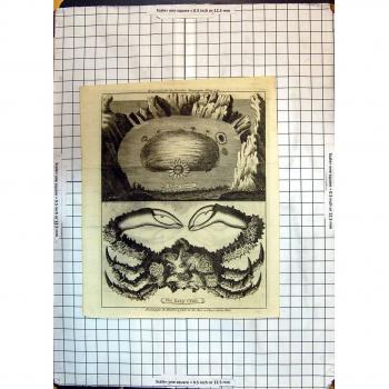 Zeitschrift Antike 1750 Druck-TierBlumen-Faule Krabbe Baldwin Londres