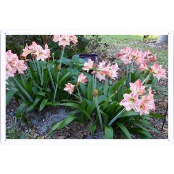 Metal cartel Cartel de chapa Hojalata sesión Flower Tin Sign Lily Flower Flowerbed Park Green 36315 Retro Vintage Pared Decoración by hamgaacaan
