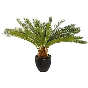 Planta de piña Altura 72 cm.