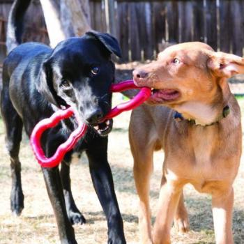 KONG Juguete Tirador de Caucho Tug Toy para Perro