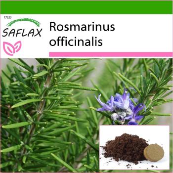 SAFLAX - Alecrim - 100 semillas - con substrato para mejor cultivo - Rosmarinus officinalis