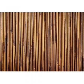 Liwwing FTVLPP-0173-300X210 - Vellón fotografía de fondo 300x210 cm - cima! premium plus fondo de pantalla! murales de papel tapiz mural xxl foto mural de la pared del papel pintado de la pared de la selva wanddeko bosque de bambú -. n ° 173