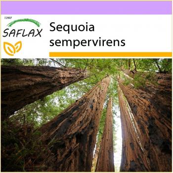 SAFLAX - Semillas de Sequoia Costeira (Sequoiadendron giganteum) - 50 semillas - Siempreverde - Secuoya roja - Küsten - Mammutbaum