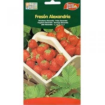 Semillas Fito Horticolas Fresón Rubi 01697 (caja 10 unidades), 10 x Semillas de Fresón Alexandria 0.1 Gr Euro Garden, SEMILLAS FRESON RUBI