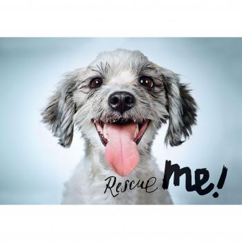 Rescue Me!: Dog Adoption Portraits and Stories from New York City