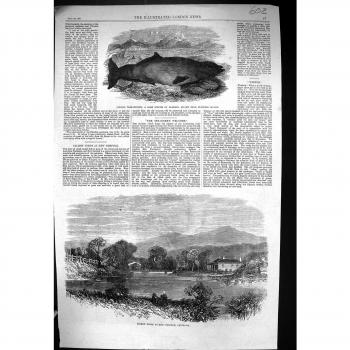 La Impresión Antigua de los Salmones 1867 del Flinders del Delfín de Ziphius Tasmaniensis Acumula Norfolk Australia