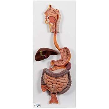 3B Scientific K20 Modelo de anatomía humana Sistema Digestivo, En 2 Piezas + software de anatomía gratuito - 3B Smart Anatomy