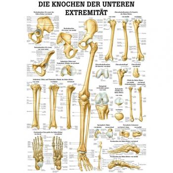 Los huesos de la parte inferior de Extremidad Mini Póster de anatomía 34 x 24 cm Med. educativo Medio ohne Laminierung