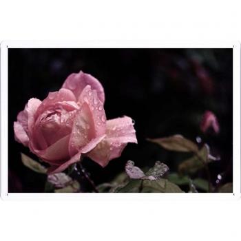 Metal cartel Cartel de chapa Hojalata sesión Flower Tin Sign Rose Flower Bud Leaf Drops Rain 21989 Retro Vintage Pared Decoración by hamgaacaan