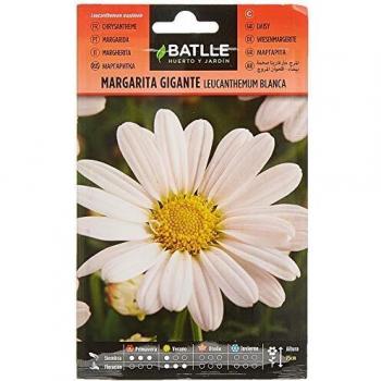 Semillas de Margarita gigante Leucantemum blanca
