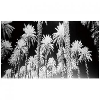 Lienzo Palmeras 120 x 4 x 70 cm Palmera