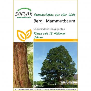 Saflax - 50 semillas - Secuoya gigante de California