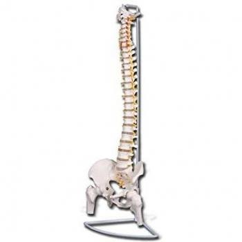 GIMA ref 40127 Modelo de Columna vertebral con fémures, linea Value, anatomía humana, tamaño natural, totalmente flexible con partes removibles