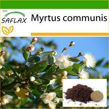 SAFLAX - Verdadero Mirto (Myrtus communis) - 30 semillas con sustrato para vasos para mejor cultivo