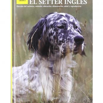 Setter ingles, el