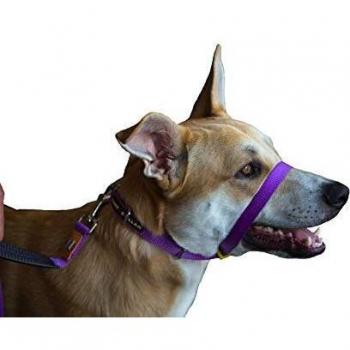 Canny Collar: Collar de Perro Entrenamiento y Collar Antitirones para Perros Grandes o Pequeños, ayuda simple y efectiva con el entrenamiento del perro y evita que los perros tiren de la correa