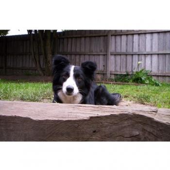 Border Collie (36x24 inch, 91x60 cm) Silk Poster Seda Cartel PJ10-502A
