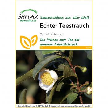 SAFLAX - Planta de Té - Camellia sinensis - 6 semillas