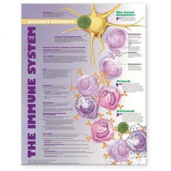 The Immune System: Allergic Response Anatomical Chart
