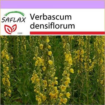 SAFLAX - Verbasco florido grande - 500 semillas - Verbascum densiflorum