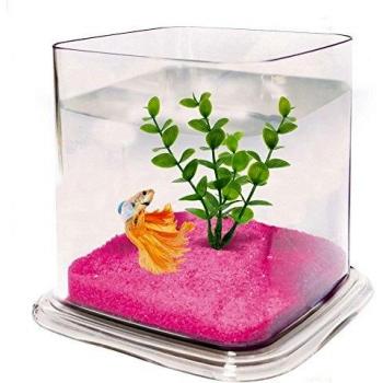 ICA PT072A Bettera Betta Paradise, Incoloro